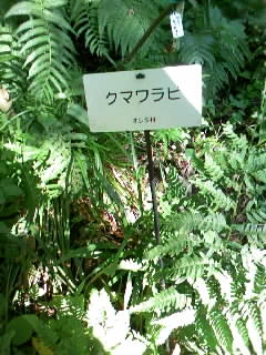 札かけされた植物