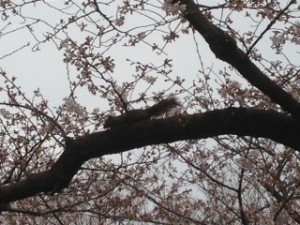 桜とリス